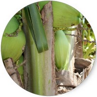Coco Nucifera