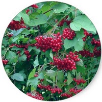 Cranberry: Vaccinium Macrocarpon