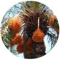 Phoenix Dactylifera - Date Palm