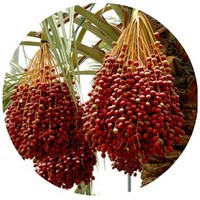 Phoenix Dactylifera - Palmier-dattier - Date Palm