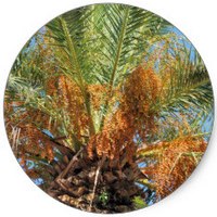 Phoenix Dactylifera - Date Palm