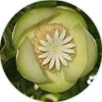 Dillenia Indica - Elephant Apple