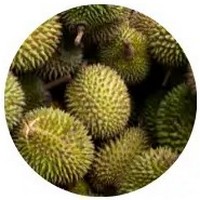 Durian -Durio Zibethinus