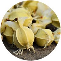 Phyllanthus Emblica - Indian Gooseberry