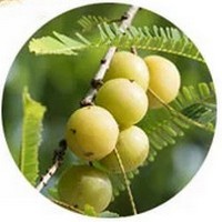 Phyllanthus Emblica - Amla Fruit