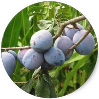 Endrina: Prunus Spinosa