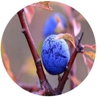 Endrina: Prunus Spinosa