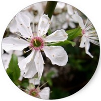 Endrina: Prunus Spinosa