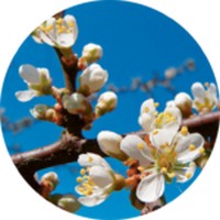 Endrina: Prunus Spinosa