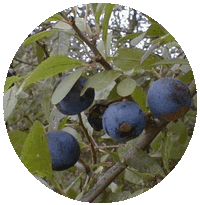 Endrina: Prunus Spinosa