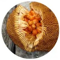 Artocarpus Anisophyllus - Entawak