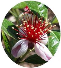 Acca Sellowiana - Pineapple Guava 