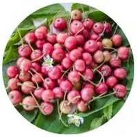 Flacourtia Indica - Ramontchi