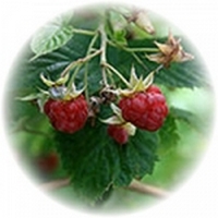 Frambuesa - Raspberry - Rubus Idaeus