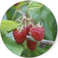 Frambuesa - Raspberry - Rubus Idaeus