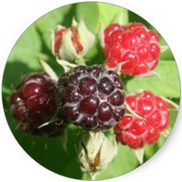 Frambuesa - Raspberry - Rubus Idaeus