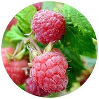 Frambuesa - Raspberry - Rubus Idaeus
