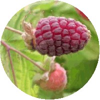 Frambuesa - Raspberry - Rubus Idaeus