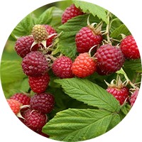 Frambuesa - Raspberry - Rubus Idaeus