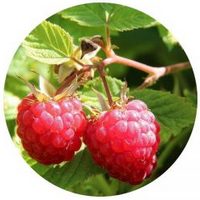 Frambuesa - Raspberry - Rubus Idaeus