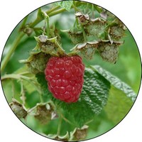 Frambuesa - Raspberry - Rubus Idaeus