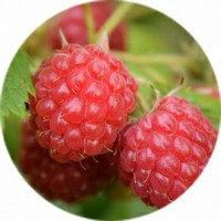 Frambuesa - Raspberry - Rubus Idaeus