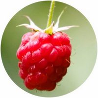 Frambuesa - Raspberry - Rubus Idaeus