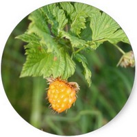 Frambuesa Amarilla - Yellow Raspberry - Rubus Idaeus
