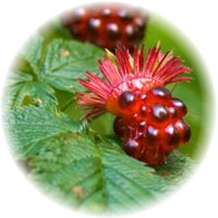 Salmonberry - Rubus Spectabilis