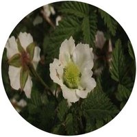Rubus Amabilis