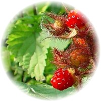 Rubus Phoenicolasius