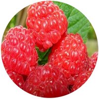 Rubus Corchorifolius