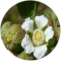 Rubus Ellipticus