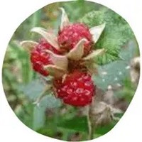 Rubus Moluccanus - Molucca Bramble