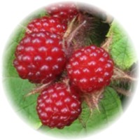 Rubus Strigosus