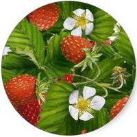 Fresa-Strawberry