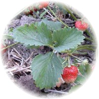 Fresa: Fragaria