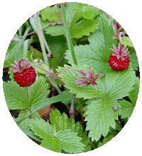 Fresa: Fragaria