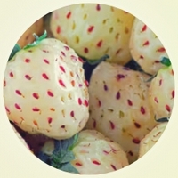 Fresa - Pineberry