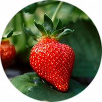 Fragaria Vesca - Alpine Strawberry