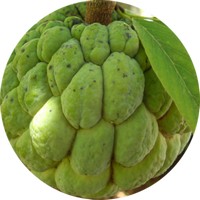 Annona Coriacea