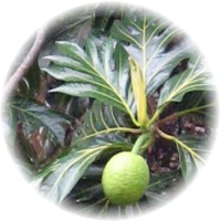 Artocarpus Altilis: Arbol del Pan