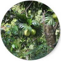 Artocarpus Altilis: Arbol del Pan