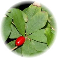Miracle Fruit - Synsepalum Dulcificum