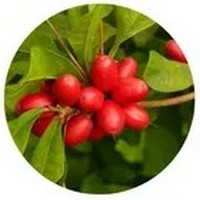 Miracle Fruit - Synsepalum Dulcificum