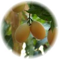 Bouea Macrophylla - Maprang