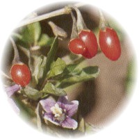 Bayas de Goji - Lycium Chinense