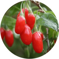 Bayas de Goji - Lycium Chinense