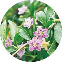 Bayas de Goji - Lycium Chinense