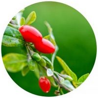 Bayas de Goji - Lycium Chinense
